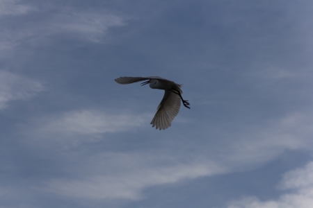 Seagulls in the sky eveningの写真素材
