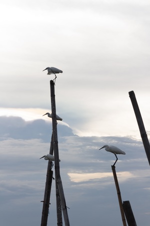 Seagulls in the sky eveningの写真素材