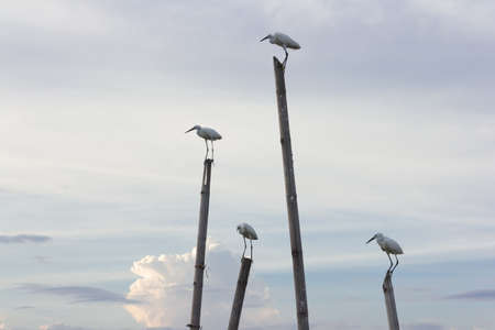 Seagulls in the sky evening