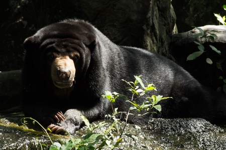 Asiatic black bear