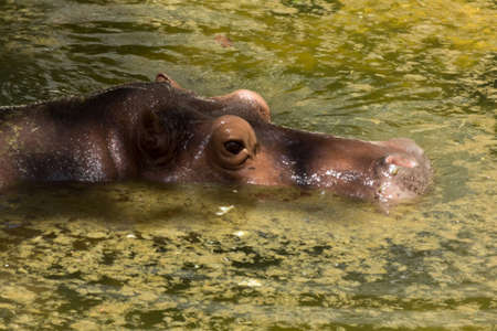 hippopotamus