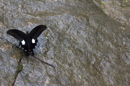 beautyful butterfly in Thailandの写真素材