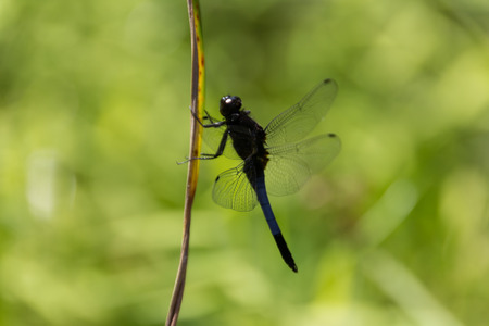 Large dragonflyの写真素材