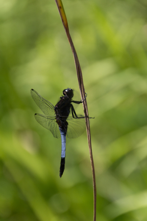 Large dragonflyの写真素材