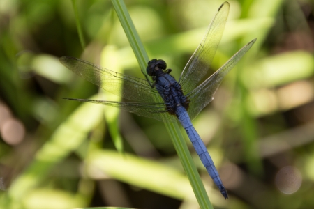 Large dragonflyの写真素材