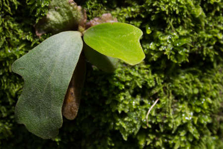 Green fern leaf の写真素材