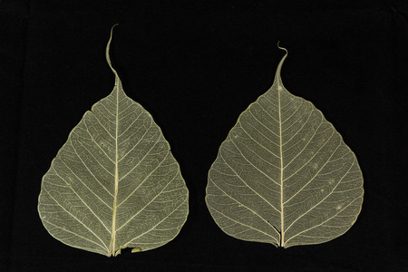 bodhi leaves vein isolate on black