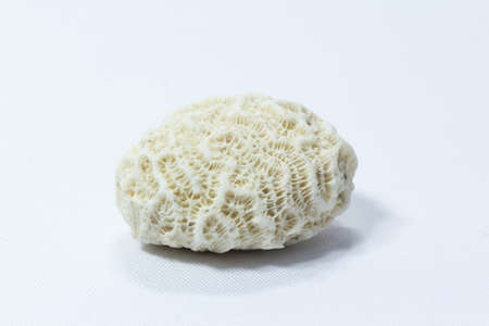 Sea shell isolated on whiteの写真素材