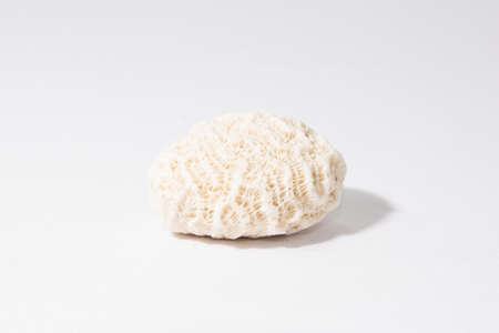Sea shell isolated on whiteの写真素材