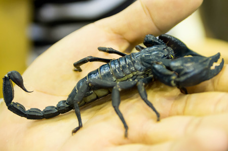 Scorpionの写真素材
