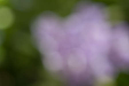 season colorful blurred flower backgroundの写真素材