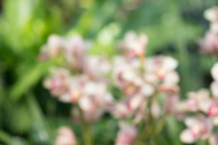 season colorful blurred flower backgroundの写真素材