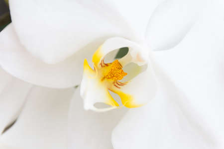 Close up of orchid flowerの写真素材