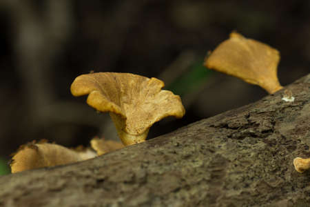 close up mushroom on branch