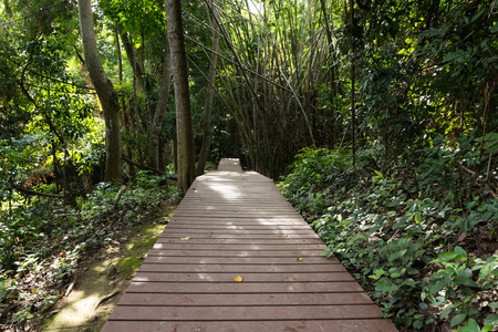 wood walkway in the forestの写真素材