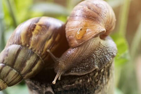Close up two snails in gardenの写真素材
