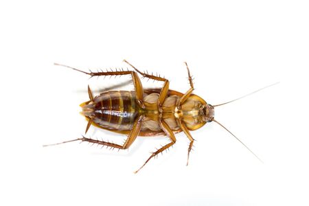Dead Cockroach isolated on white background