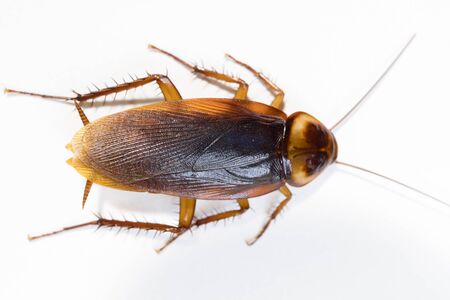 Dead Cockroach isolated on white backgroundの写真素材