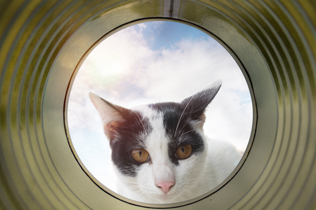 A cat is looking in a can with blue sky backgroundの写真素材