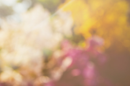 abstract blurred of flower backdrop for festival backgroundの写真素材