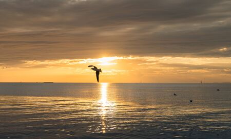 Seagull bird flying on sea at Bang pu, Samutprakan, Thailand.の写真素材