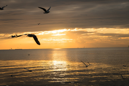 Seagull bird flying on sea at Bang pu, Samutprakan, Thailand.の写真素材