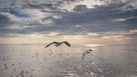 Seagull bird flying on sea at Bang pu, Samutprakan, Thailand.の写真素材