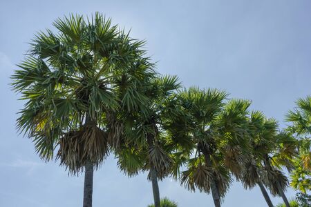 row of sugar palm trees with blue skyの写真素材