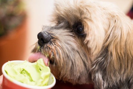 Close up of Shih Tzu dog is eating an ice cream.の写真素材