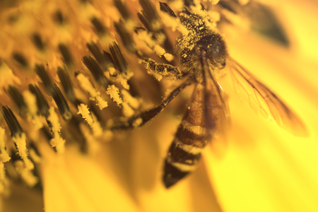 close up bee on the sunflower の写真素材