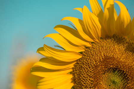 close up sunflower in the sky.Edit sky colorの写真素材