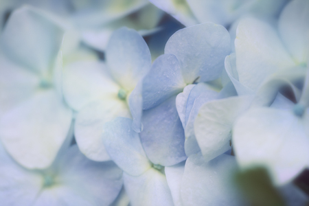 Close up of blue hydrangea flowersの写真素材