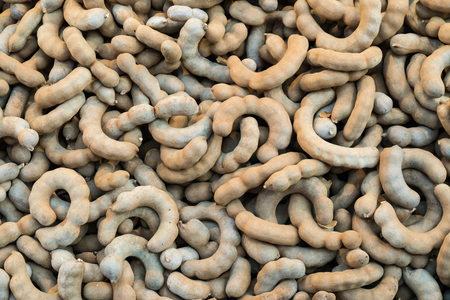 Group of ripe tamarind pods on the  tableの写真素材