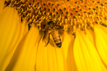 close up bee on the sunflower 