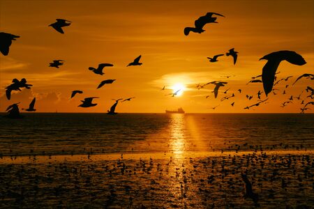 Seagulls flying over the sea at bang pu,Thailand.
