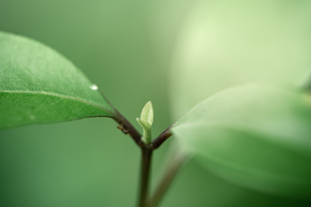 Close up put forth fresh leaves background with sun light