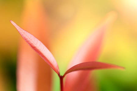 Close up put forth fresh leaves background with sun light
