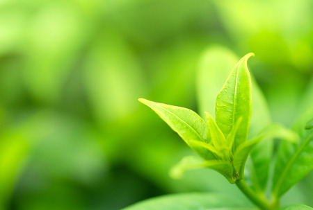 Close up put forth fresh leaves background with sun lightの写真素材