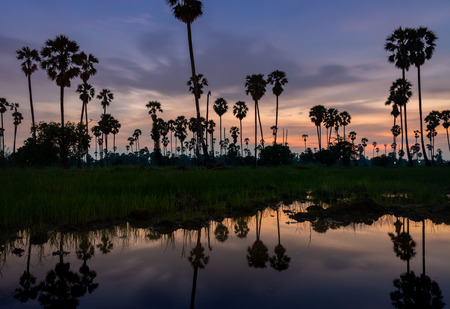 Sugar palm tree in rice fields at sunset time in Thailandの写真素材