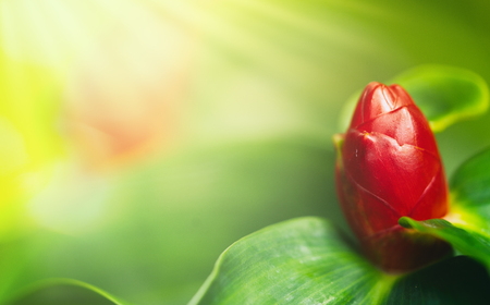 Close up of green tree plant in nature backgroundの写真素材