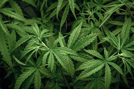 Cannabis Laef herb background