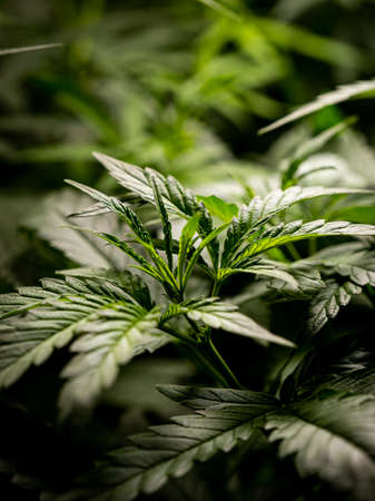 Cannabis Laef herb background