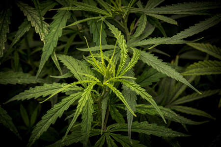 Cannabis Laef herb background