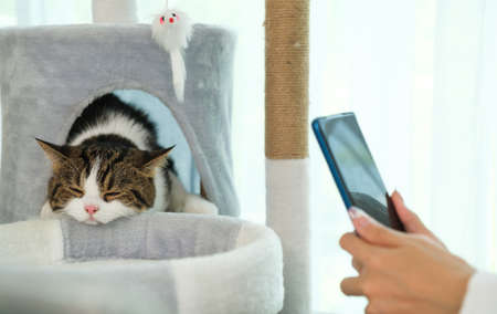 Young Asian woman working from home with her cat at home.