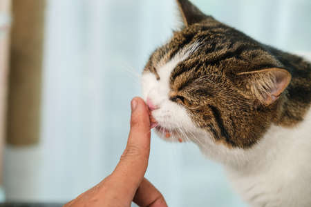 Young Asian woman using times with her cat at home.の写真素材