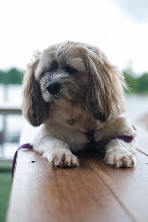 Shih Tzu small dog enjoy to travel in nature outdoor landscape.