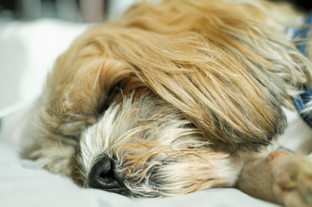 Close up of small dog face lying down at home.の写真素材