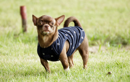 Small Dog relaxing and playing in the parkの写真素材
