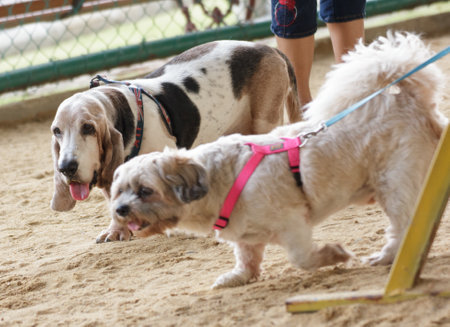 Small Dog relaxing and playing in the parkの写真素材