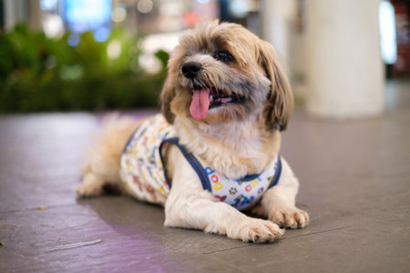 Shih tzu Small dog enjoy relaxing in pet park and dog supermarket.